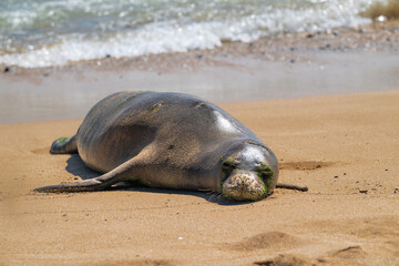 Hawaiian Monk Seal (Neomonachus schauinslandi) on Kauai, HI