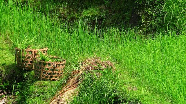 Two straw harvest baskets filled with cut rice plants left on cultivated field illuminated by bright sunlight among green grass slightly swaying in wind. Gathered food crops. Camera stays still.