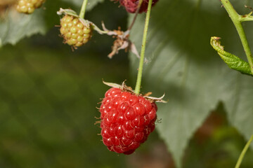 Bright ripe raspberries on a bush next to green and unripe fruits. Detailed macro photo with...