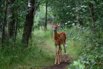 Fawn and Doe Amidst Lush Greens: A Serene Encounter on a North Wisconsin Woodland Trail
