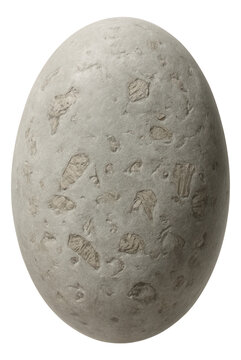 Oval coprolite with a matte light gray finish and subtle fossil remnants.