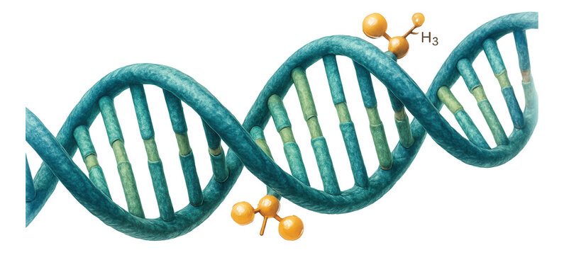 Methylation site featuring symmetrically methylated CpG dinucleotides.
