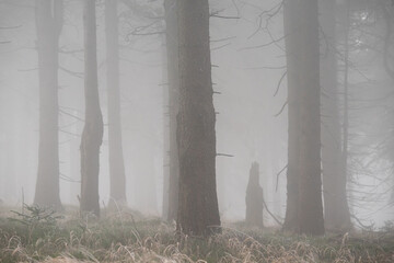 Gęsta mgła przenika między pniami drzew, tworząc tajemniczą, spokojną i nieco mroczną atmosferę. Minimalistyczna kompozycja, stonowana kolorystyka i naturalne światło podkreślają surowość oraz dzikość