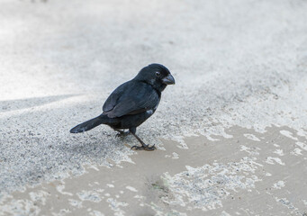 black billed seed finch standing on the ground