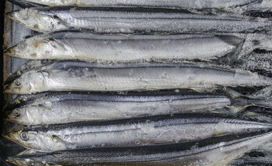 close up on frozen pacific saury
