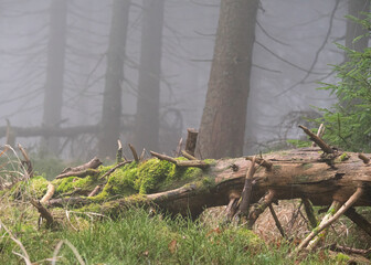 Gęsta mgła przenika między pniami drzew, tworząc tajemniczą, spokojną i nieco mroczną atmosferę. Minimalistyczna kompozycja, stonowana kolorystyka i naturalne światło podkreślają surowość oraz dzikość