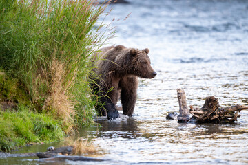 An Alaskan Brown bear along the shore of Brooks River in Katmai National Park, Alaska.