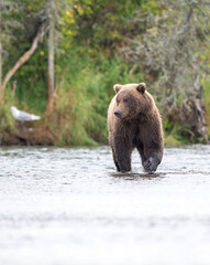 Alaskan brown bear standing in Brooks River