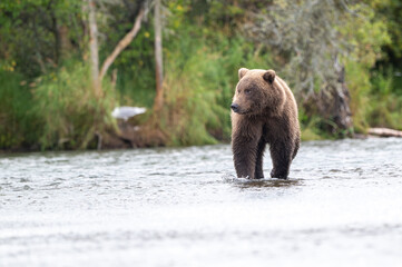 Alaskan brown bear standing in Brooks River
