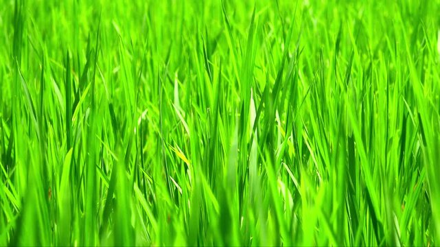 Close-up of young seedlings of rice plants illuminated by bright sunlight and swaying in wind. Detailed video of cultivated crops growing on plantation. Grass field lit by sun. Camera zooms out.