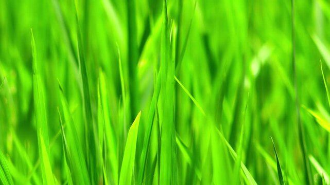 Close-up of young seedlings of rice plants illuminated by bright sunlight and swaying in wind. Detailed video of cultivated crops growing on plantation. Focus switches from foreground to background.