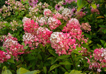 Fototapeta premium Bright white-pink bushes of paniculata hydrangea grow in a flowerbed. Natural summer background with beautiful flowers.