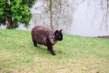 A majestic fluffy dark cat walks gracefully on a green grass lawn near a lake with water reflections