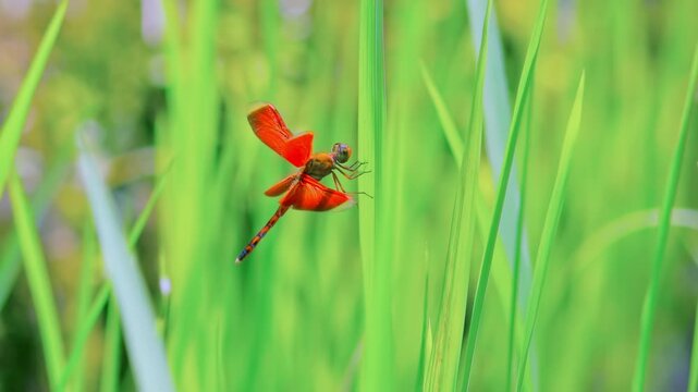 Close-up beautiful Asian Red-winged Dragonflies (Neurothemis terminata) clinging to grass blades slightly swaying in wind against green foliage on background. Beauty of exotic insects in tiny details.