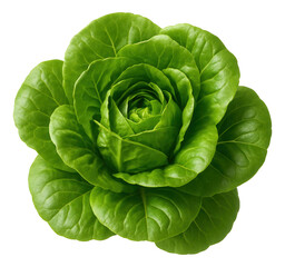 Obraz premium Fresh, mature lettuce with crisp, layered green leaves in a loose rosette shape.