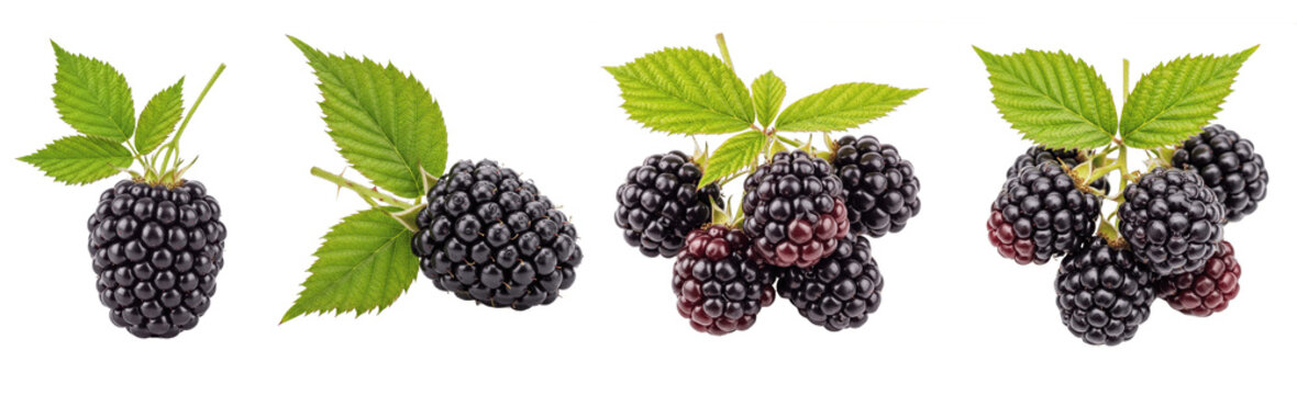 Blackberry Rubus fruticosus isolated on white, fresh ripe blackberries with green leaves, healthy organic berry harvest, antioxidant nutrition, set of 4