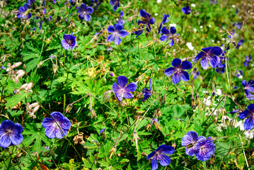 geranium pratense (meadow cranesbill) flowers in full bloom. Blue wildflowers against the lush green foliage. Ideal for use in botanical illustrations, garden-themed designs, nature calendars.