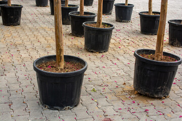 Rows of Potted Tree Saplings on Pavement