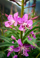 blooming fireweed (Epilobium angustifolium) plant. delicate pink flowers with prominent stamens. Ideal for botanical, nature, wellness, and herbal medicine stock imagery