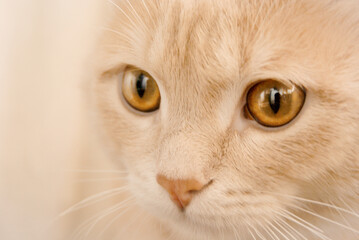 intense gaze of a cat. A cat with striking amber eyes. Animal portrait with expressive eyes and facial features. For pet-themed designs, animal calendars, cards, or content about domestic cats