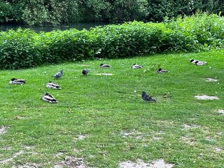 Pigeons and ducks in a park