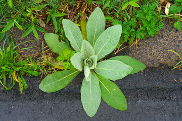 Muroran, Hokkaido, Japan - Oct 4 2024, close up view of the leaves of a mullein plant growing near the road, at daytime, Muroran, Japan