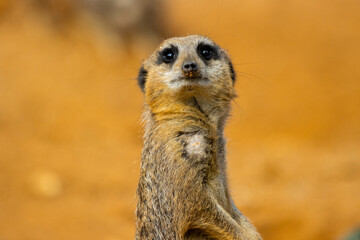 Fototapeta premium Alert Meerkat Standing Guard Against Warm Background
