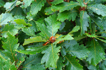close up view of the foliage of an oak tree covered with water droplets with acorns growing on the leaves, Muroran, Hokkaido