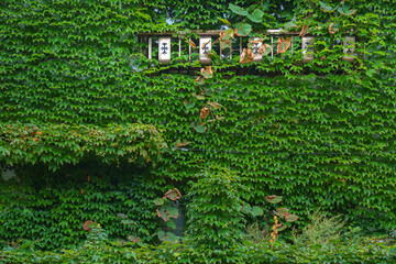 Muroran, Hokkaido, Japan - Oct 4 2024, panoramic view of the facade of the building, covered with foliage through which the windows and balcony are visible, without people, Muroran, Japan