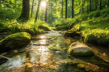 Obraz premium Golden sunlight filters through lush green forest, illuminating clear tranquil stream flowing over mossy rocks. Serene natural woodland landscape.