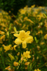 Close-up of a yellow citron daylily flower with softly blurred daylilies in the background