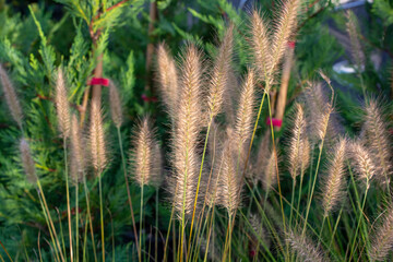 Ornamental Fountain Grass with Soft Plumes in Natural Garden Setting