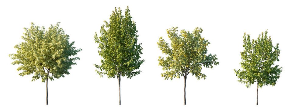 Maples Acer Ginnala and Acer Negundo isolated PNG on a transparent background premium nature cutout