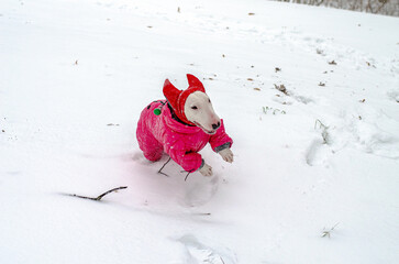 Energetic Miniature Bull Terrier in a pink winter suit running through deep snow, captured mid-stride. Great for action shots, pet energy themes, or winter adventure concepts.