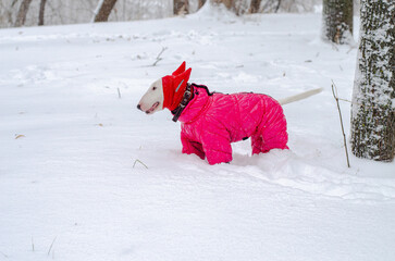 Miniature Bull Terrier in a bright pink winter suit and hooded hat stands on snowy ground, looking alert. Perfect for pet fashion, winter lifestyle, or holiday content.