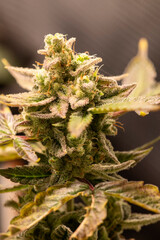 flower on a cannabis plant