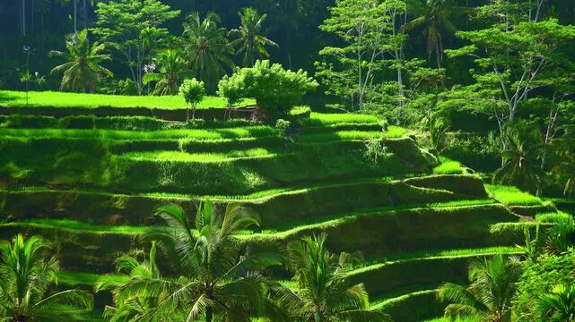 Rice terraces cascading downwards and forming valley surrounded by dense jungle. Scene of tropical farming with carefully tended seedbeds descending down. Camera zooms out. Ubud, Bali, Indonesia.