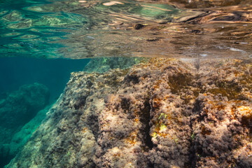 Serene underwater shot of a rocky Mediterranean reef with wild fish and vibrant seagrass in the clear waters of France