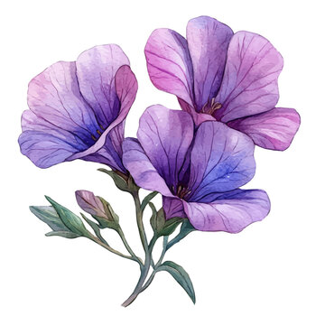watercolor of Matthiola Flower, vector, isolated on a white background.