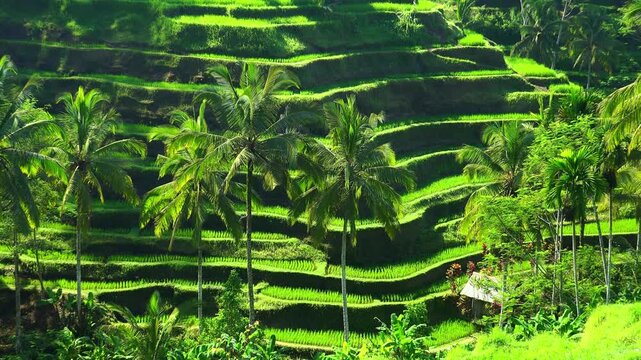 Breathtaking scenery with traditional Asian rice terraces descending down and agricultural building. Landscape with grain plantation and palm trees on sunny day. Camera zooms out. Ubud, Indonesia.