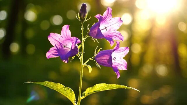 Purple bellflower bloom in golden sunlight with green bokeh background