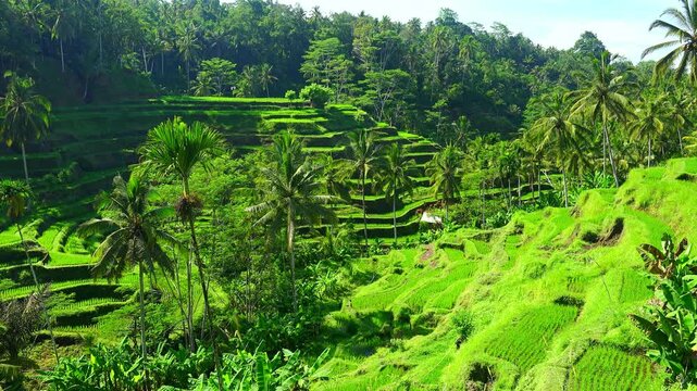 Gorgeous scenery with stepped rice terraces surrounded by palm trees on sunny day. Cultivation of food crops on irrigated plantations in Ubud, Indonesia. Agriculture in tropics concept. Still camera.