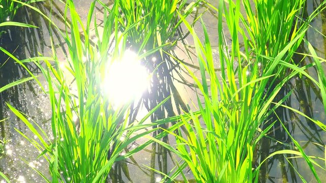 Close-up shot of rice seedlings growing in flooded seedbed with blazing sun reflecting in water. Crop sprouts planted in artificially irrigated soil in neat rows under sunlight. Camera stays still.