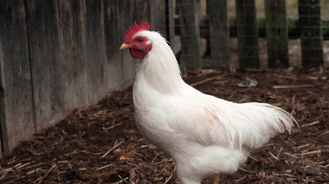 Rooster and white chickens in a homestead foraging feed at Backyard Coop. Brown hen wandering in a farmyard. Breeding livestock animals in agribusiness for free range organic egg and poultry industry
