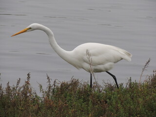 Egret stalks the shoreline