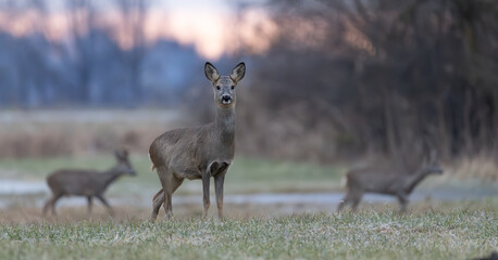 Reh -Rehe © Christian