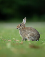 Fototapeta premium Wildkaninchen