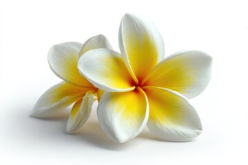 Fototapeta premium Isolated Frangipani Blossom on White Background - Embrace Aloha Spirit from Hawaii and Tahiti with This Tropical Floral Beauty