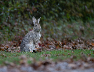 Fototapeta premium Wildkaninchen