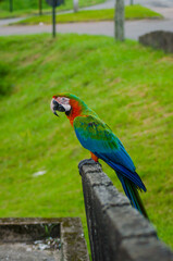 Voando pela cidade - Arara 